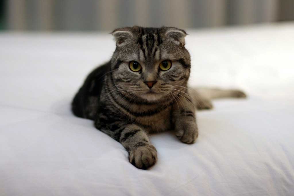 Scottish Fold