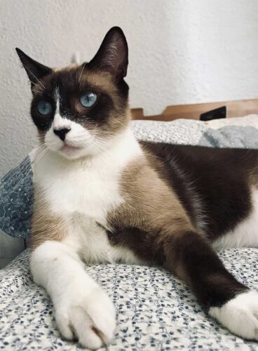 Gato Snowshoe