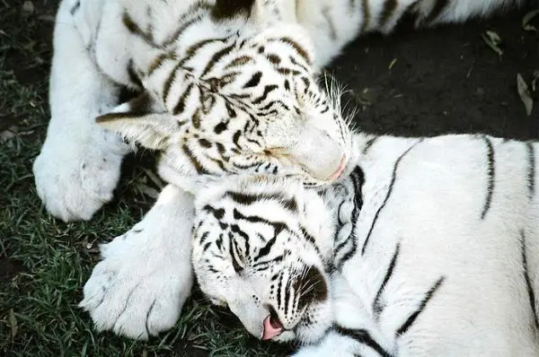 Cachorros de tigre blanco