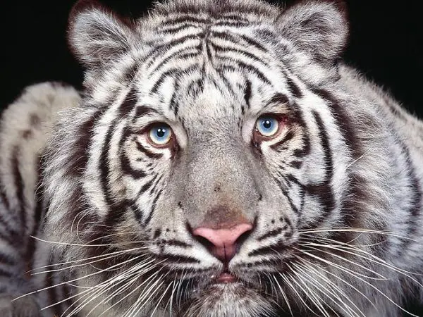 White Tiger Cubs. Price:  € - Exotic animals