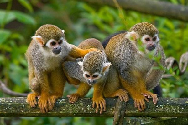 10 Saimiri Prix 2 800 A Animales Exoticos 10 Saimiri Prix 2 800 A Animales Exoticos