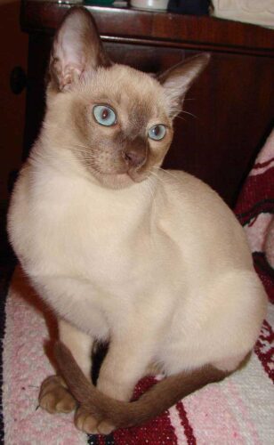 Tonkinese