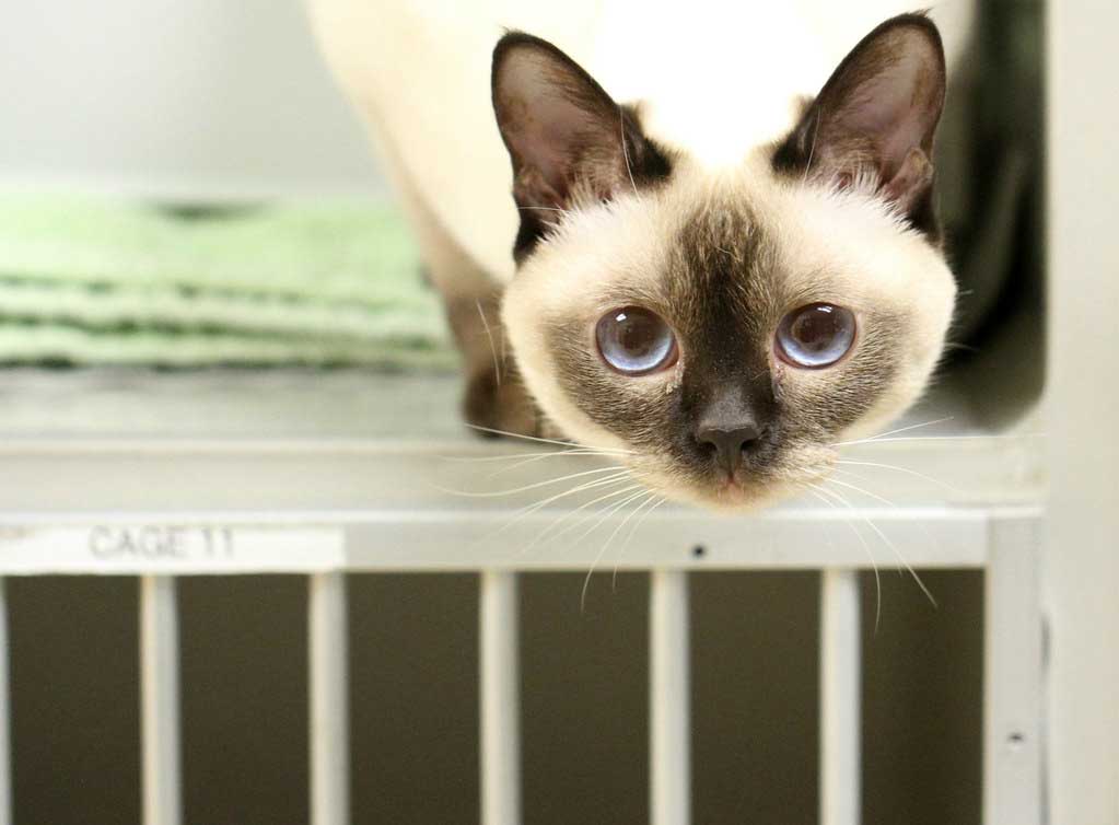 Tonkinese