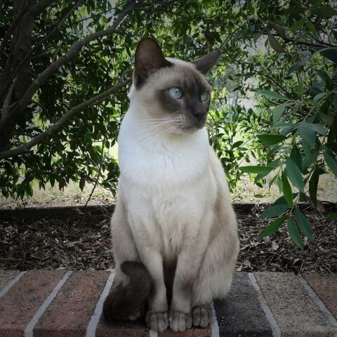 Tonkinese