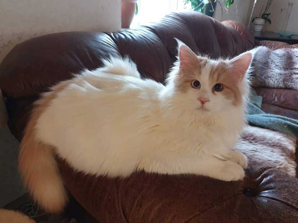 Chat Turc de Van