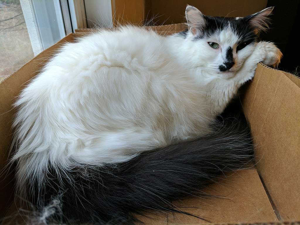 Chat Turc de Van