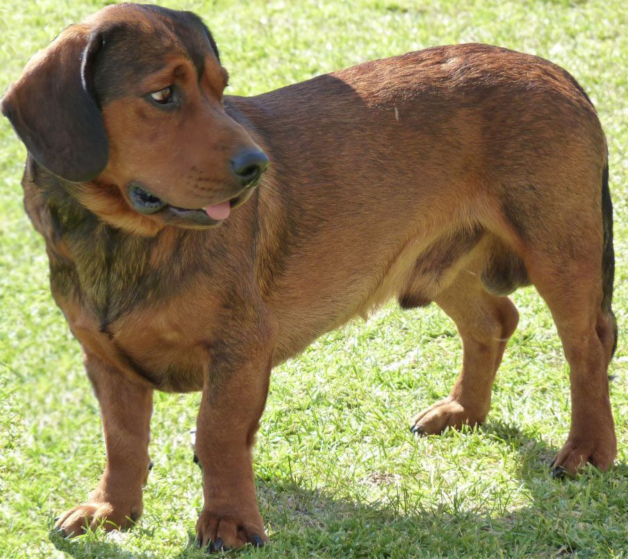 Dachsbracke dogs best sale