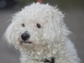 Bichon bolonhês