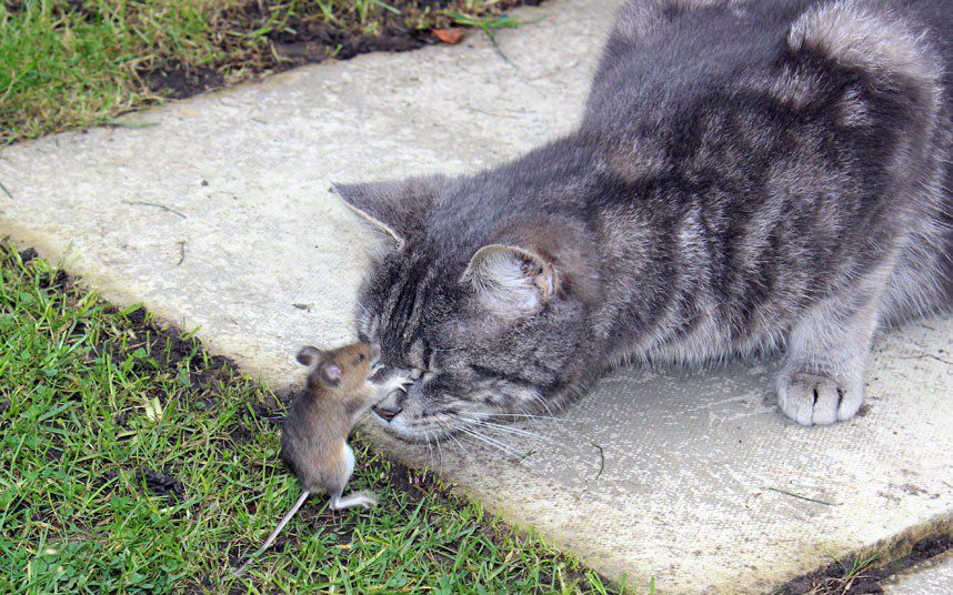 cat-and-mouse