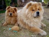 Chow Chow