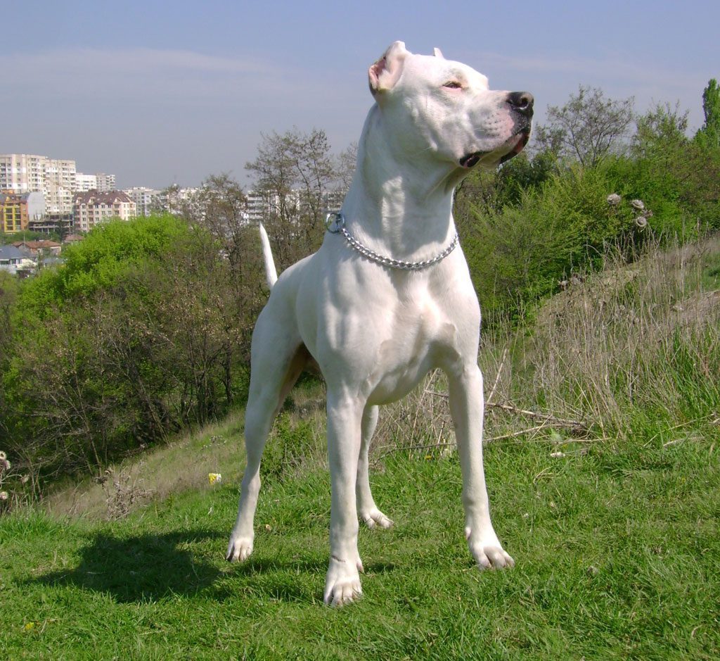 Dogo argentino - Molosoides do tipo buldogue - Cães argentinos