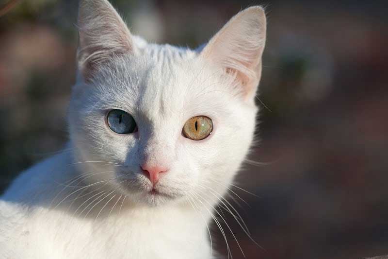 Weiße russische Katze