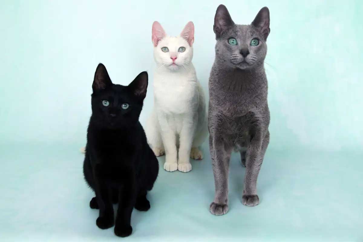 gatos russos brancos, preto e tabby
