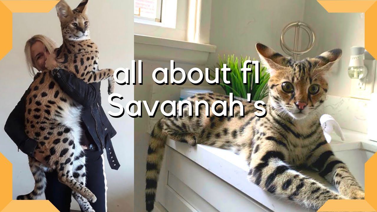 F1 savannah best sale cats for adoption