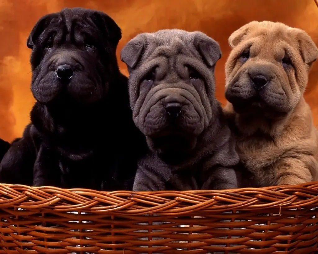 is a shar pei on the dangerous dog list