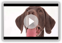 dogs 101 02-01a german shorthaired pointer [webrip lks]-1.mkv