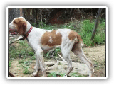 Bracco Italiano running (Fiona- 6 meses)  REAL RACE !!!  (Dog  X  Horse)