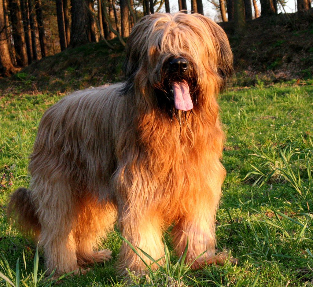 berger de briard