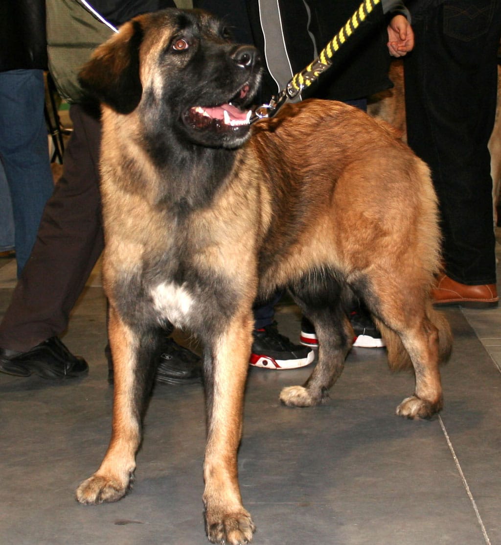Cao Da Serra Da Estrela Dogs Breeds