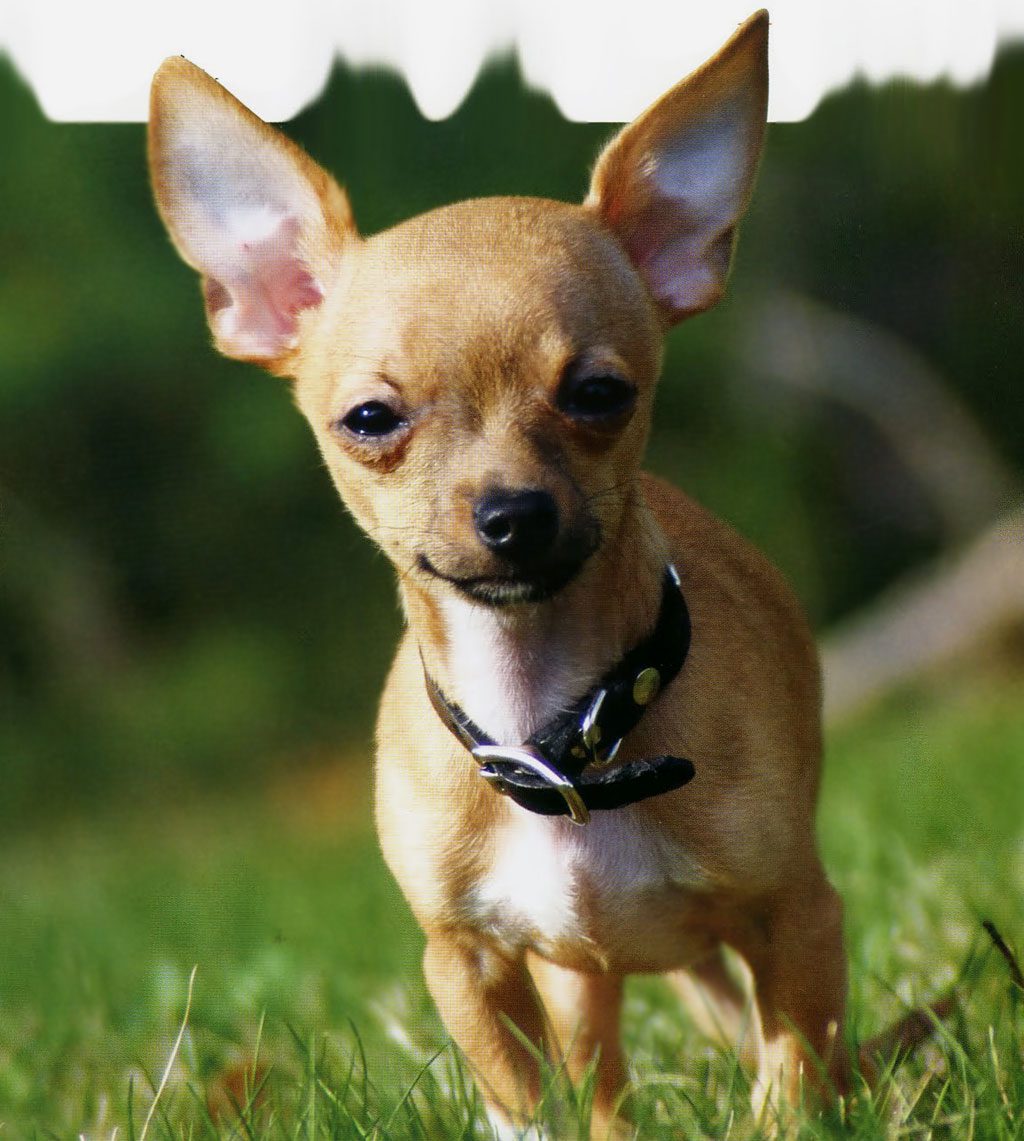 Chihuahua ou Chihuahua - Races de chiens | Animaux