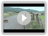 muguiabordercollie.Pastor.Vasco