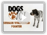 Dogs 101 - German Wirehaired Pointer