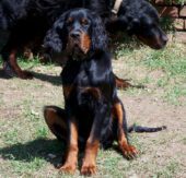 Gordon Setter