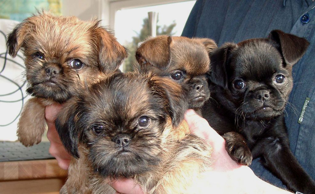 Griffon Belge Characteristics And Character Dogs Breeds