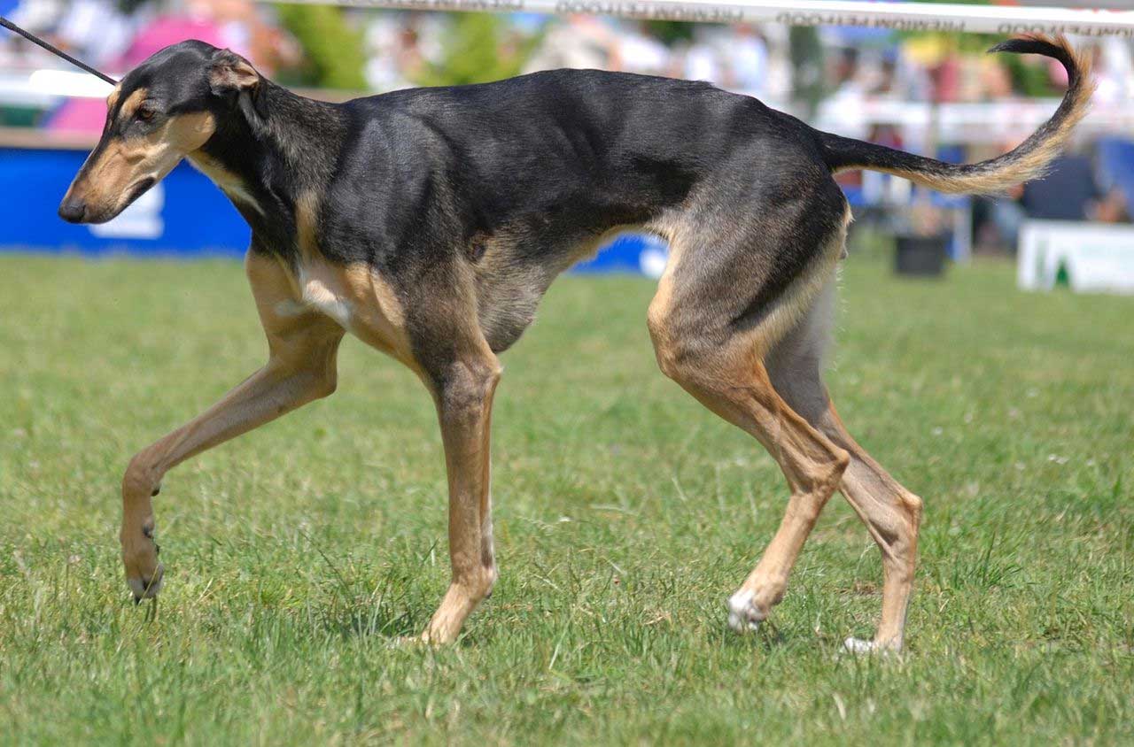 Polish Greyhound