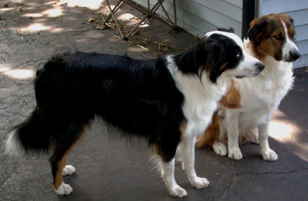 lindo cachorro collie barbudo triste inglês velho cão pastor