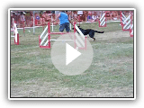 U'TOON Berger de Beauce manche 4 jumping cat C