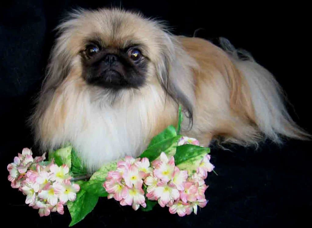 can a japanese chin and a pekingese be friends