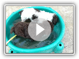 Cachorros de perro de agua encantados con el agua. theradana