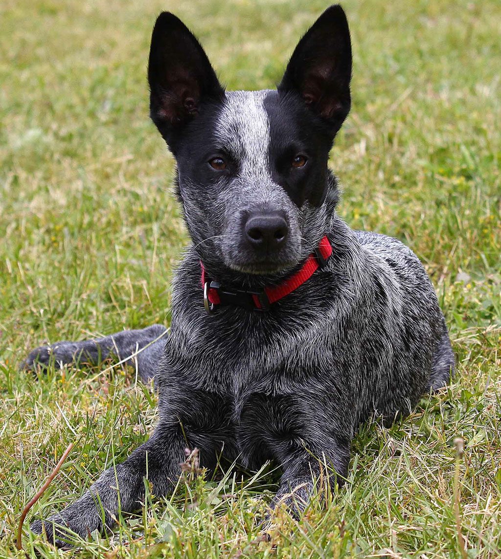 australian stumpy tail cattle dog is a mixed breed