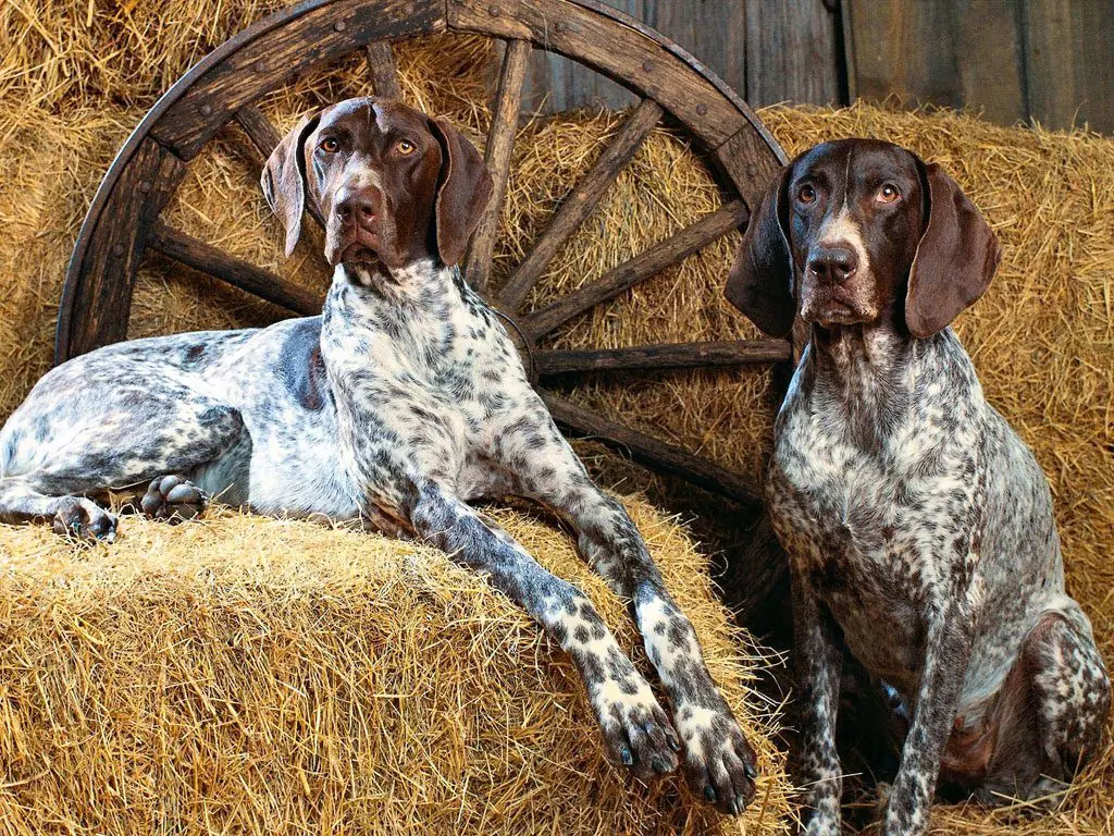 english pointer dogs 101