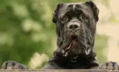 Cane Corso