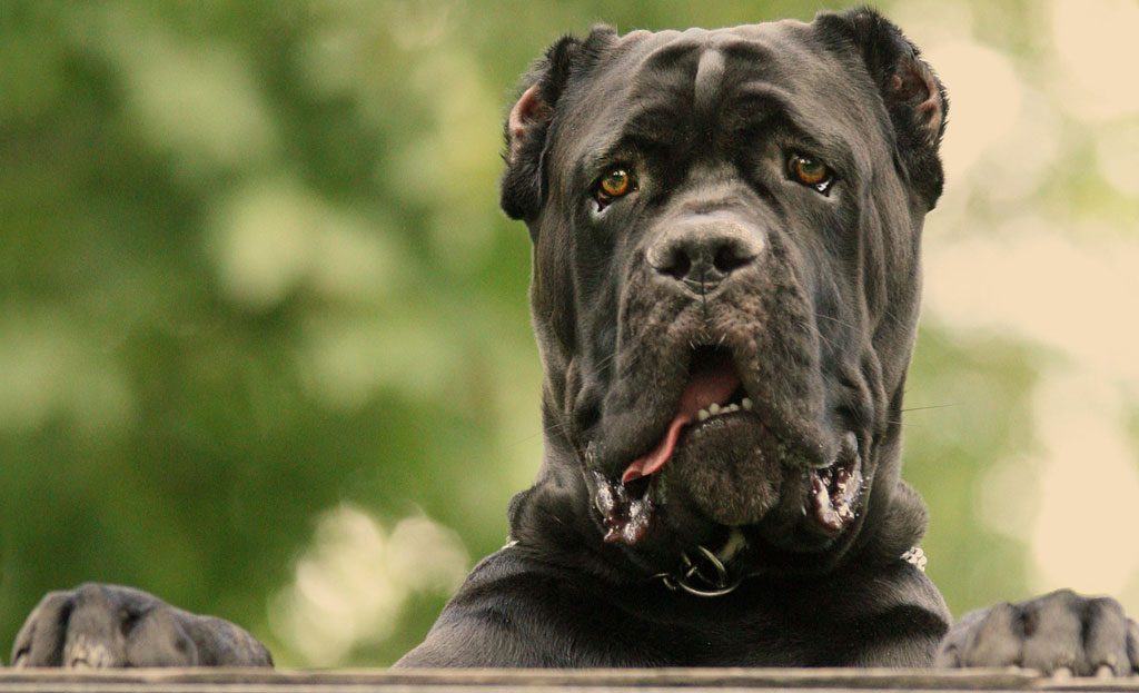 wie gross kann ein cane corso werden