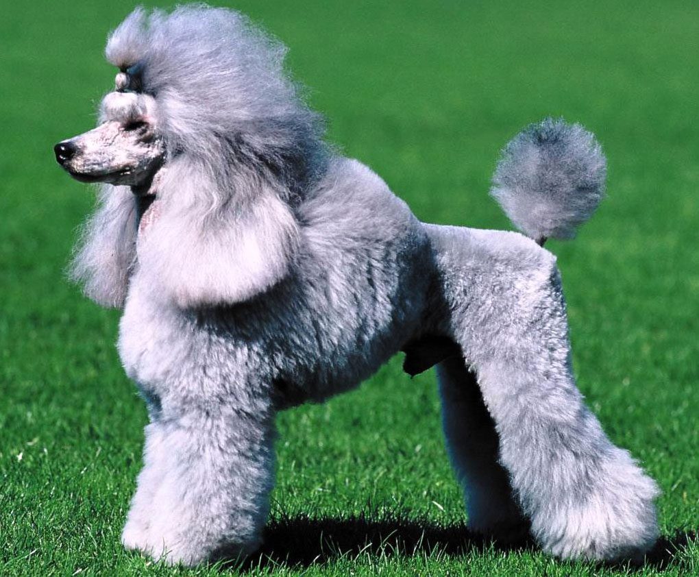 Grey french hot sale poodle