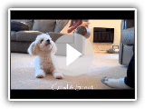 Miniature Poodle Tricks