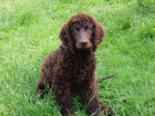 Irish Water Spaniel