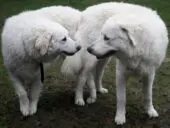 Kuvasz