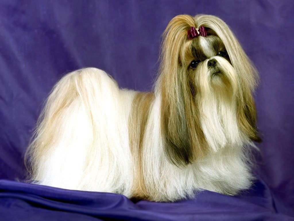 lhasa apso long hair dogs