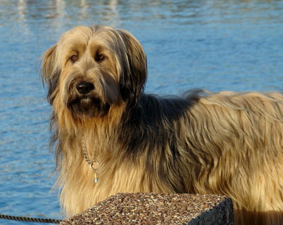 briard shepherd