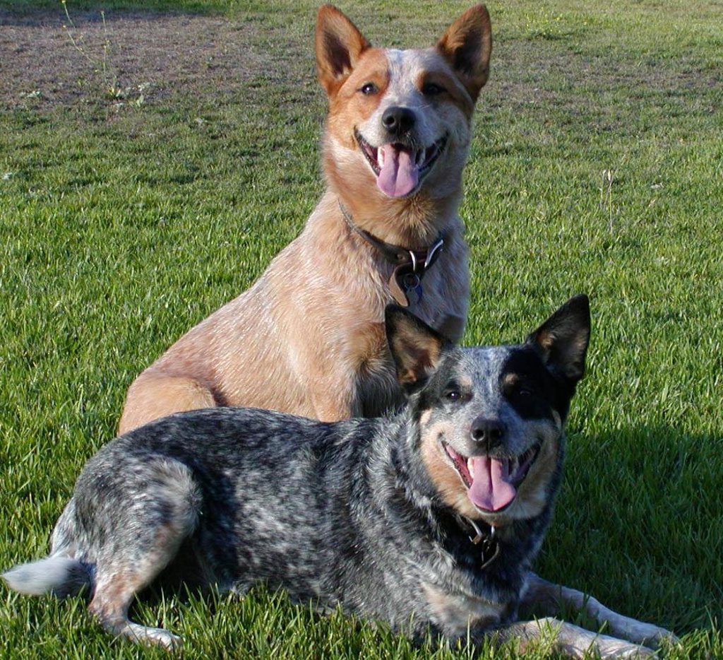 pastor red heeler