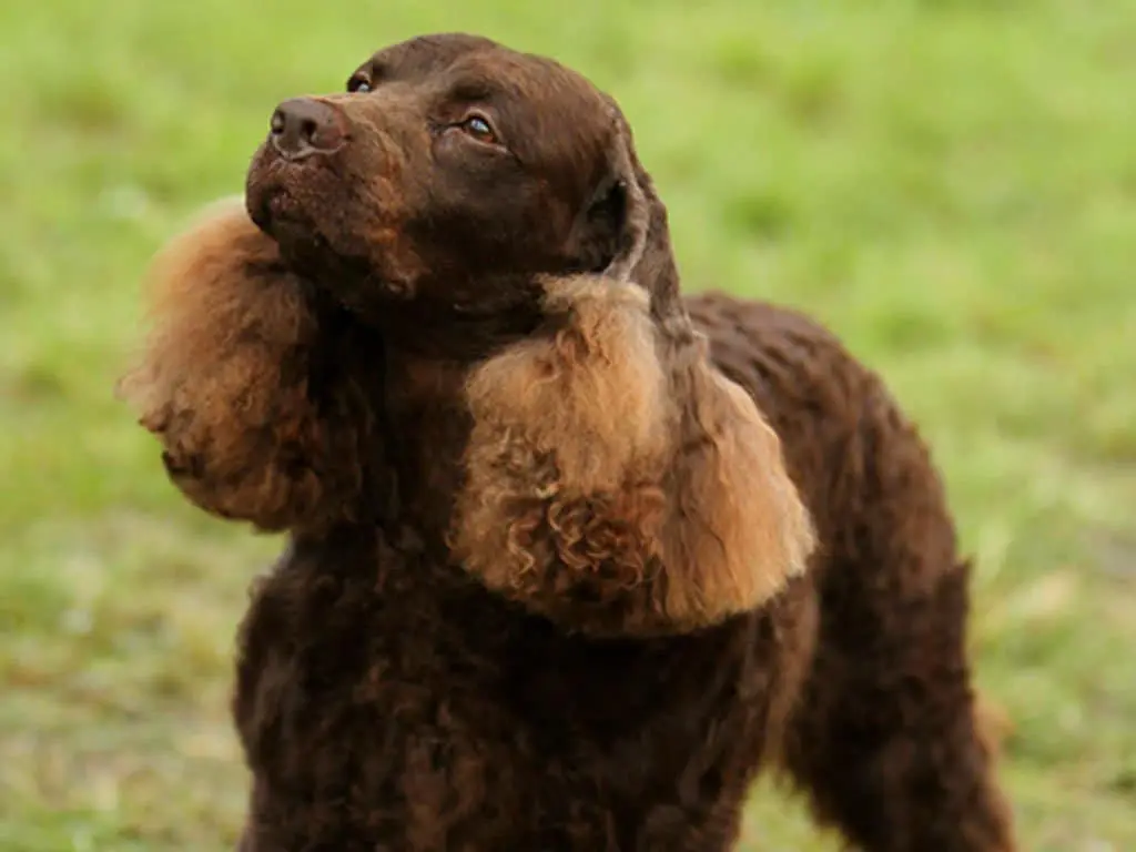 American Water Dog Dogs Breeds