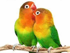 Lovebirds