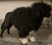Cão de Água Português con corte León