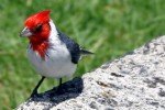 Cardenal de copete rojo