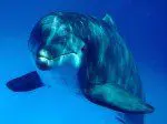 Delfin cu nas de sticlă