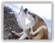 Meu lundehund